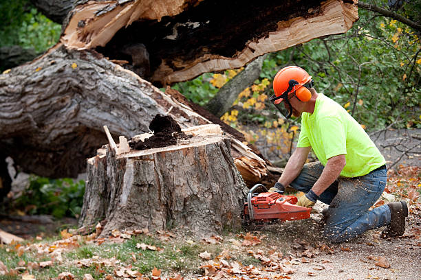 Tree Root Removal in Lithia Springs, GA